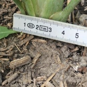 Fenchel7 2026-07-08 17.37.